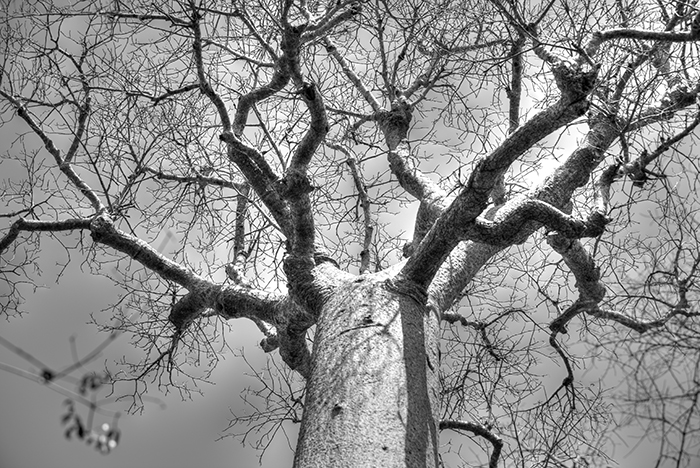 Baobub tree